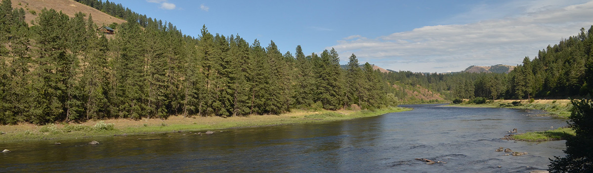 wide river flowing through forest