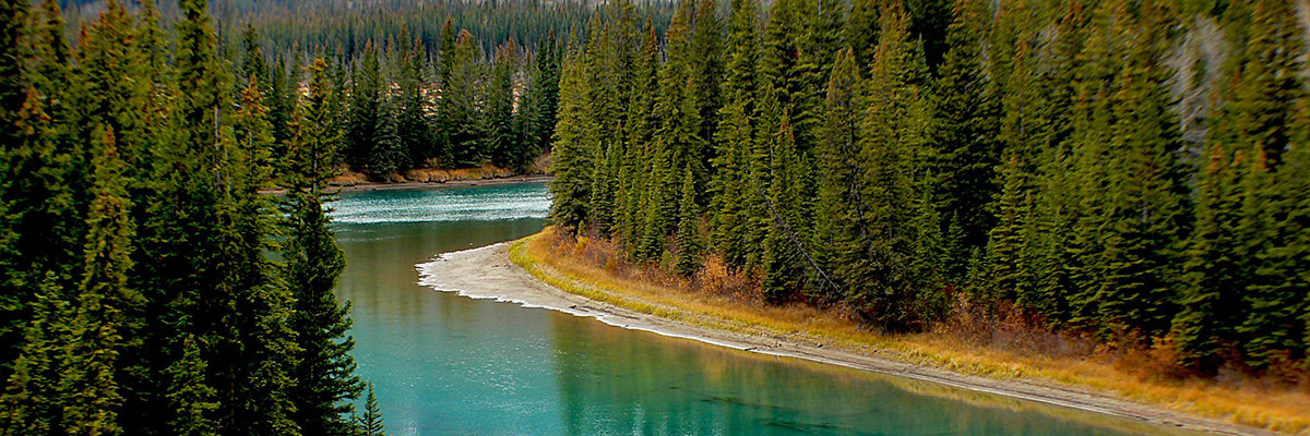 river flowing through forest